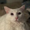 kittymeowsells